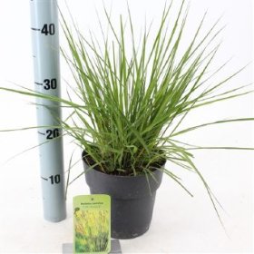 Žolinis augalas, melvenė "Edith dudszus", vazono skersmuo 17 cm.