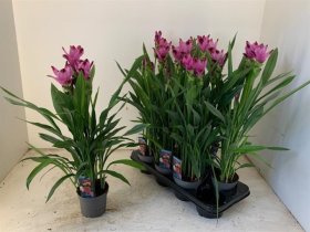 Kambarinis augalas, ciberžolė, vazonėlio skersmuo 13 cm.