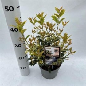 Dekoratyvinis krūmas, kvepenė "Tricolor", vazono skersmuo 17 cm.