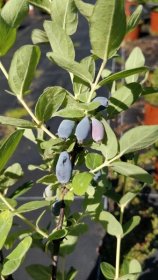 Vaiskrūmis, sausmedis kamčiatkinis (valgomas) "Sineglazka", vazonėlio talpa 2 l.