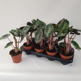 Kambarinis augalas, alokazija "Amazonica", vazonėlio skersmuo 12 cm.