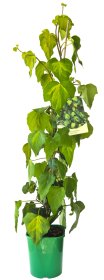 Vijoklinis augalas, gebenė kolchidinė, vazonas 2 l.