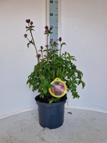 Daugiametė gėlė, astrantija "Star Of Bea", vazonėlio skersmuo 23 cm.