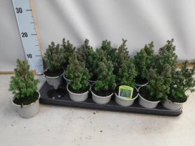 Spygliuotis, puskiparisis baltasis "Top Point", vazonėlio skersmuo 9 cm.