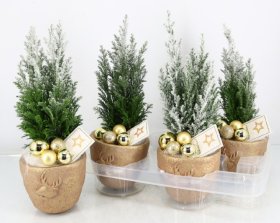 Kambarinis augalas, puskiparisis "Ellwoodii Gold", vazonėlio skersmuo 13 cm.