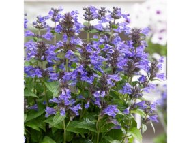 Daugiametė gėlė, katžolė "Neptune", vazonas 2 l.