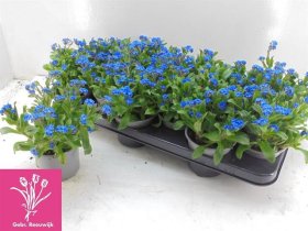 Daugiametė gėlė, neužmirstuolė, vazonėlio skersmuo 11 cm.