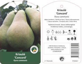 Vaismedis, kriaušė "Concord"