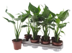 Kambarinis augalas, alokazija "Cucullata", vazonėlio skersmuo 12 cm.