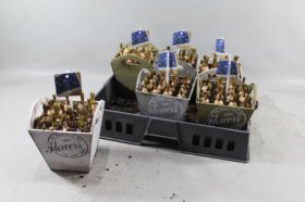 Daugiametė gėlė, žydrės kompozicija, vazonėlio skersmuo 17 cm.