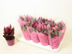 Vienmetė gėlė, celiozija "Argentea Gem", vazono skersmuo 12 cm.