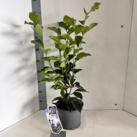 Dekoratyvinis krūmas, magnolija "Superba", vazonėlio skersmuo 23 cm.