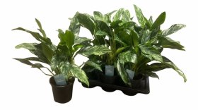 Kambarinis augalas, aglaonema, vazonėlio skersmuo 17 cm.