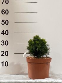 Spygliuotis, pušis "Varella", vazonėlio skersmuo 23 cm.