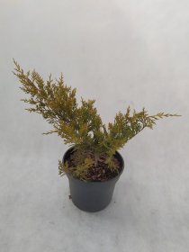 Spygliuotis, tarpinis kadagys "Old Gold", vazonas 3 l.