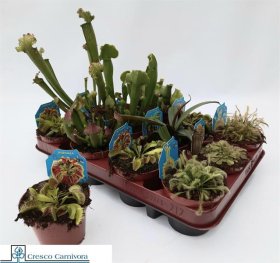 Kambarinis augalas, vabzdžiaėdis (įvairūs), vazonėlio skersmuo 9 cm.