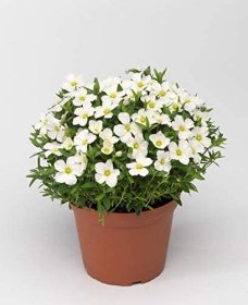 Alpinariumo augalas, smiltė, vazono skersmuo 15 cm.