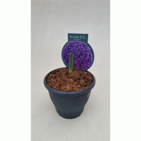 Daugiametė gėlė, dydisis česnakas, vazonėio skersmuo 13 cm.