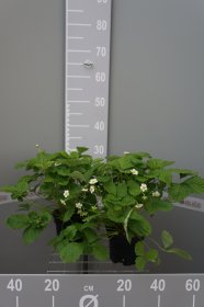 Žemuogės sodinukas, vazonėlio skersmuo 15 cm.