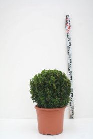 Dekoratyvinis krūmas, buksmedis paprastasis "Kugel", vazonas 7,5 l.