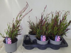 Daugiametė gėlė, gaura "Geyser Pink", vazonėlio skersmuo 17 cm.