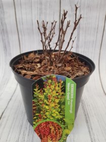 Dekoratyvinis krūmas, raugerškis tunbergo "Neon  Gold", vazonas 2 l.