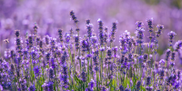 7f/c4/12320609a36949c66a67c53dca30.png