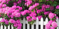 a3/a0/caa719051ece4fe83e696155898f.png