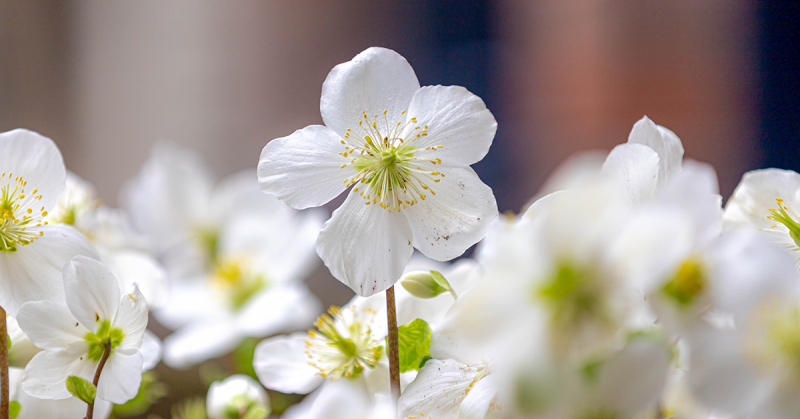 KALĖDŲ ROŽĖS (ELEBORO) PRIEŽIŪRA: AR VISKĄ ŽINOTE APIE ŠĮ AUGALĄ?
