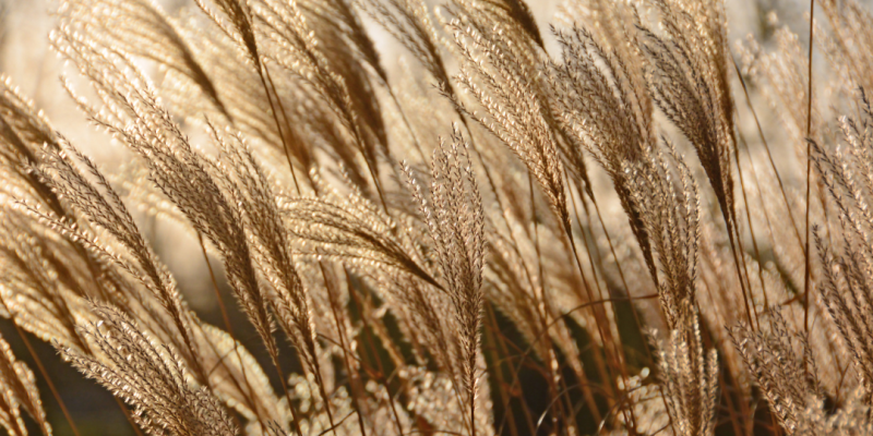 MISKANTAI: ELEGANCIJOS IR LENGVUMO GALIA JŪSŲ SODE