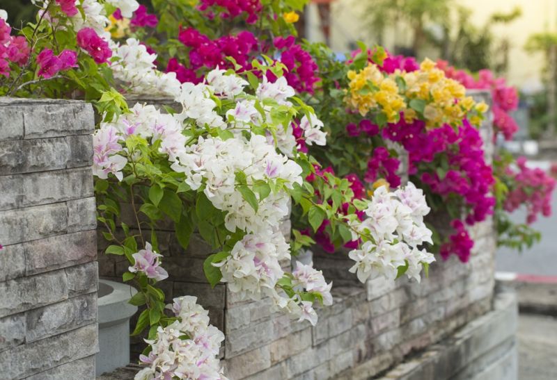 GEGUŽĖ PRASIDEDA: KOKIE DARBAI LAUKIA SODE, DARŽE, GĖLYNE?