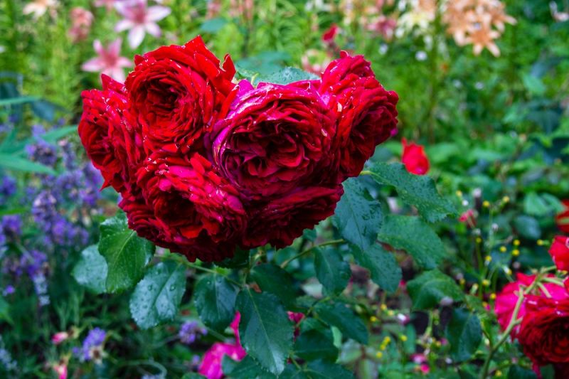 RUDUO – GERAS METAS SODINTI ROŽES