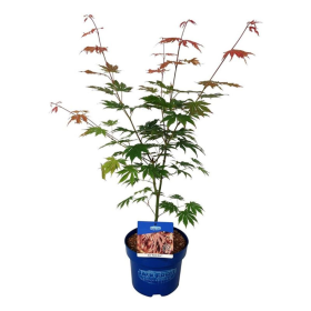 Dekoratyvinis medis, klevas "North Wind" (Jack Frost), aukštis 50-60 cm., vazonas 5 l.