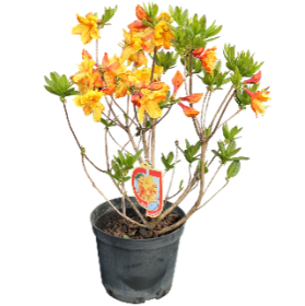 Dekoratyvinis krūmas, azalija, įvairios veislės, vazonas 5 l.