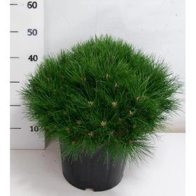 Spygliuotis, pušis juodoji "Marie Bregeon", vazonėlio skersmuo 28 cm.