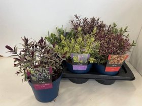 Dekoratyvinis krūmas, hebė "Hebe Gem", vazonėlio skersmuo 17 cm.