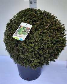 Spygliuotis, kukmedis europinis "Baccata", vazonėlio skersmuo 32 cm.