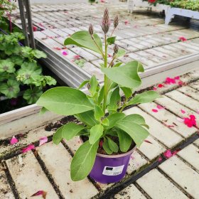 Žolinis augalas, pūkuotasis uodegažiedis, vazonėlio skersmuo 11 cm.