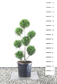 Spygliuotis, tuja didžioji "Martin" (Pom Pom), aukštis 80-100 cm., vazonas 25 l.