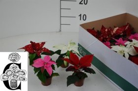 Kambarinis augalas, puansetija, įvairių spalvų, vazonėlio skersmuo 6 cm.