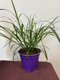 Žolinis augalas, soruolė "Rubtum", vazonėlio skersmuo 14 cm.