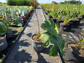 Daugiametė gėlė, darmera, vazonėlio skersmuo 19 cm.