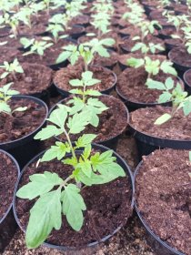 Daržovių sodinukai, pomidorai "S.Piere", standartiniai, vazonėli oskersmuo 12 cm.