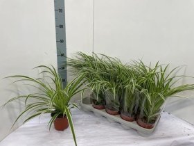 Kambarinis augalas, chlorofitas "Vittatum", vazonėlio skersmuo 12 cm.