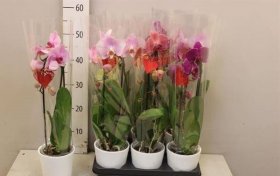 Kambarinis augalas, orchidėja, vazonėlio skersmuo 12 cm