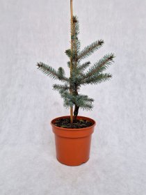 Spygliuotis, eglė dygioji "Edith", vazonėlio skersmuo 19 cm.