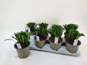 Žolinis augalas, laibūnė "Muscari", vazonėlio skersmuo 13 cm.