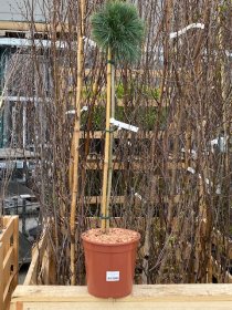 Spygliuotis, pušis dekoratyvinė "Lany", ant stiebo, vazonėlio skersmuo 22 cm.