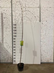 Dekoratyvinis medis, sakura "Frilly Frock", vazonėlio skersmuo 23 cm.