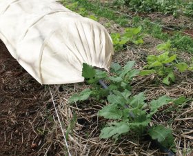 Šiltlysvė HERVIN GARDEN GH-043A, 300 x 65 x 45 cm, neaustinės medžiagos, 70 g/m²